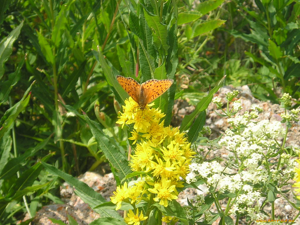 butterfly, , 